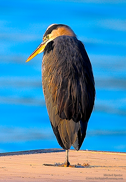 Great Blue Heron on a Fall Day