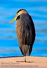 Great Blue Heron on a Fall Day