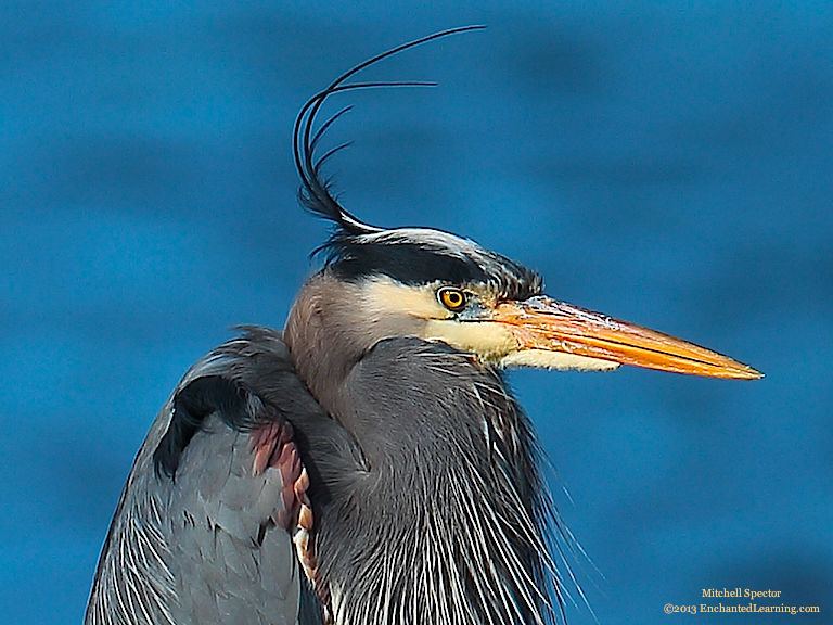 A Close-Up of a Great Blue Heron