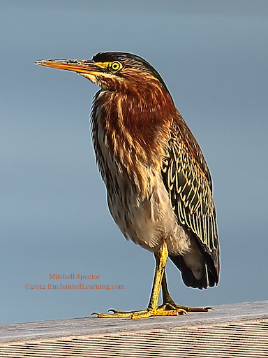 Juvenile Green Heron