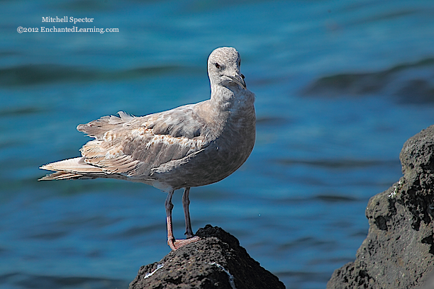 Gull at the Puget Sound Shore