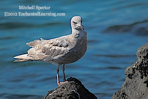 Gull at the Puget Sound Shore