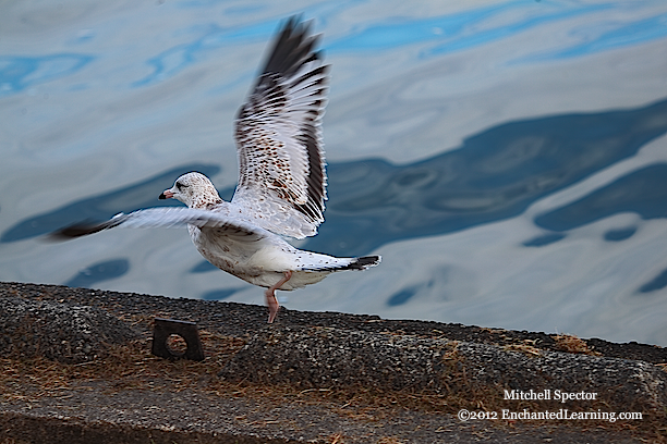 Gull Starting to Fly