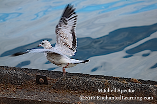 Gull Starting to Fly