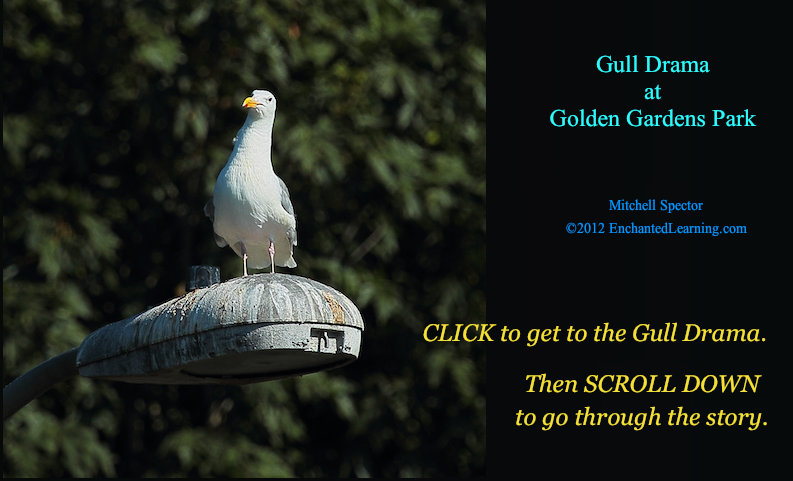 Gull Drama at Golden Gardens Park