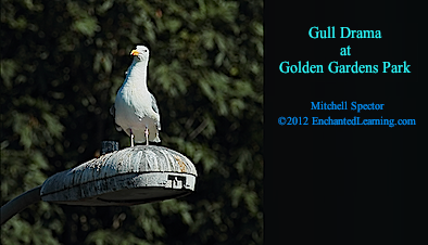 Gull Drama at Golden Gardens Park