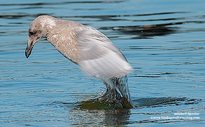 Gull Emerging from Lake Washington