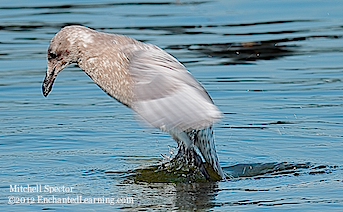 Gull Emerging from Lake Washington