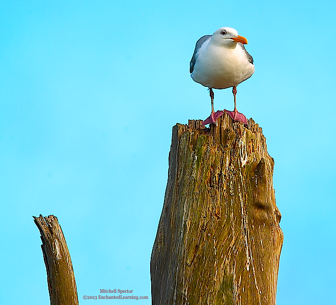 Gull on Tree Stump