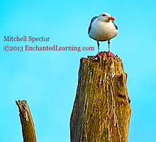 Gull on Tree Stump