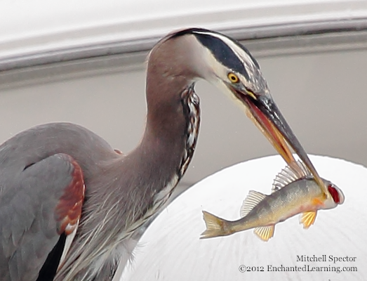 A Great Blue Heron with a Fish It Just Caught