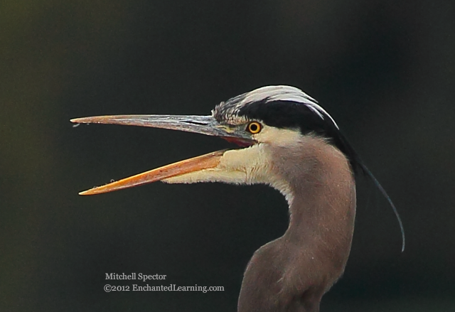 Head of a Great Blue Heron, with Open Beak