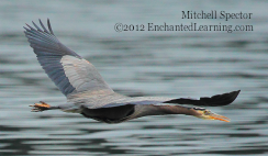 A Great Blue Heron in Flight, Wings Outstretched
