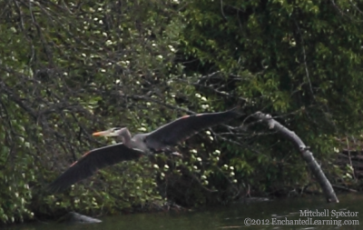 Heron or Pterosaur?