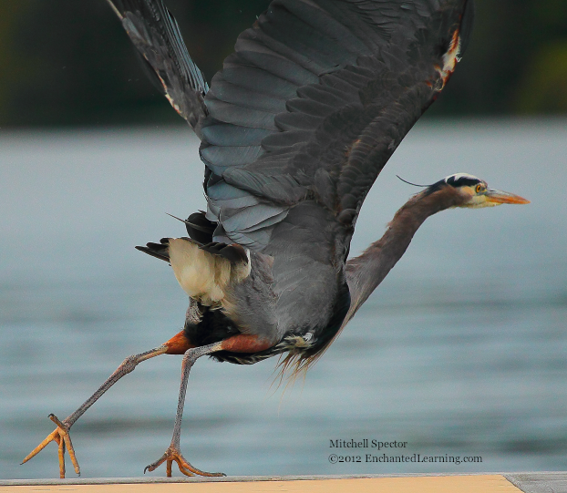 A Great Blue Heron Taking Off