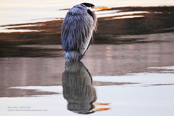 Great Blue Heron Reflected in Lake Washington