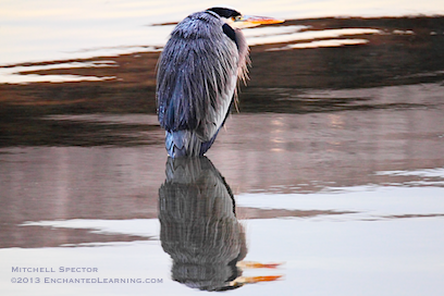 Great Blue Heron Reflected in Lake Washington