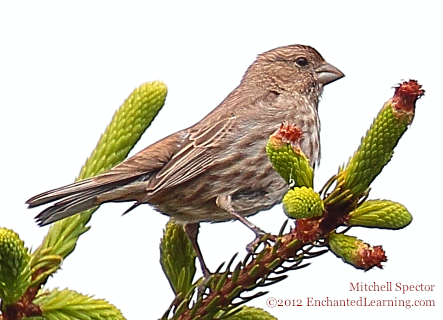 Female House Finch