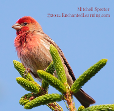 Male House Finch