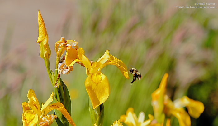 Hovering Honey Bee