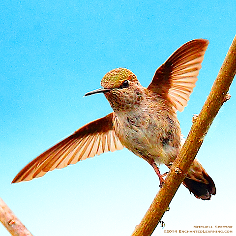 Hummingbird about to Take Wing