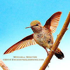 Hummingbird about to Take Wing