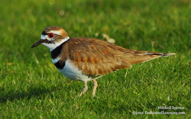 Killdeer in the Grass