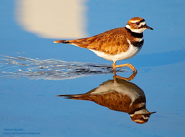 Killdeer Reflected in Lake Washington