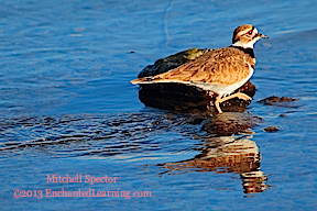 Killdeer Wading in Lake Washington