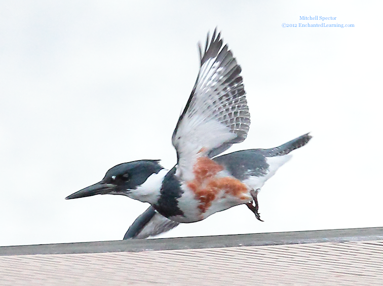 Belted Kingfisher in Flight