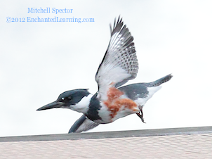 Belted Kingfisher in Flight