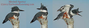 Life as a Belted Kingfisher