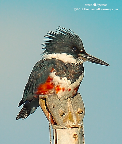 How to Catch a Fish if You're a Belted Kingfisher, 1 of 12