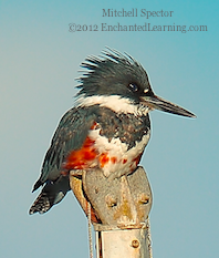 How to Catch a Fish if You're a Belted Kingfisher, 1 of 12