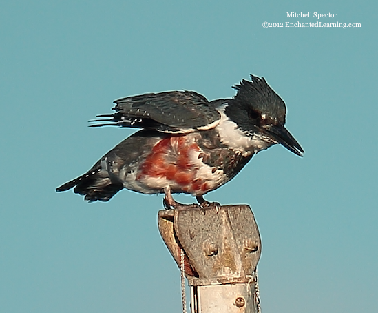 How to Catch a Fish if You're a Belted Kingfisher, 4 of 12