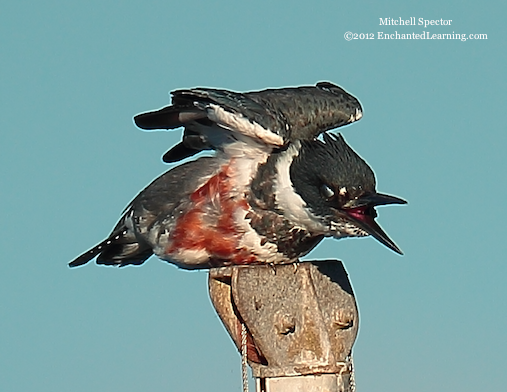 How to Catch a Fish if You're a Belted Kingfisher, 5 of 12