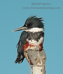 How to Catch a Fish if You're a Belted Kingfisher, 7 of 12