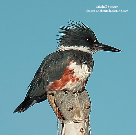 How to Catch a Fish if You're a Belted Kingfisher, 8 of 12