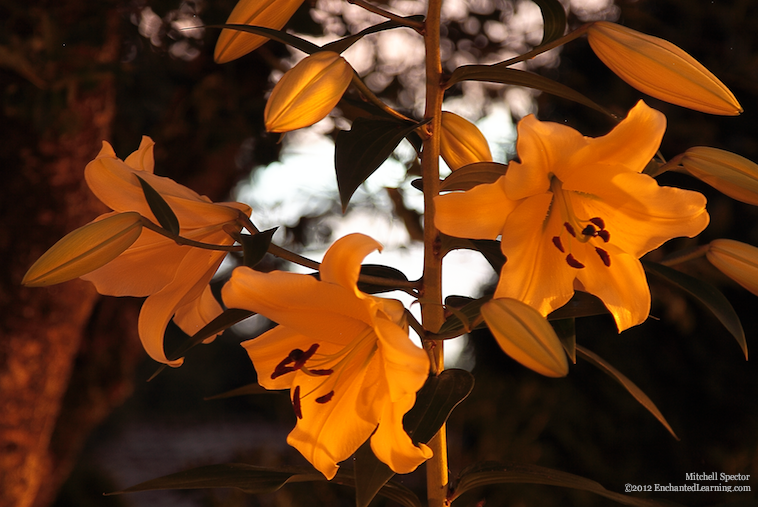 Lilies