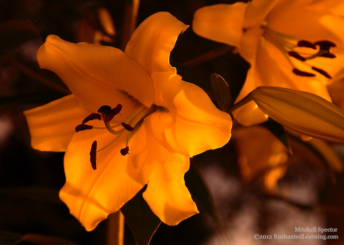 Lily Close-up