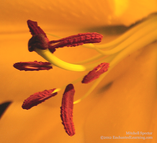 Lily Stamens