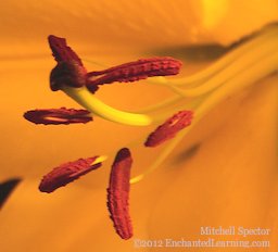 Lily Stamens