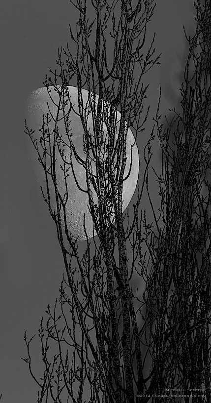 Gibbous Moon Rising behind a Tree