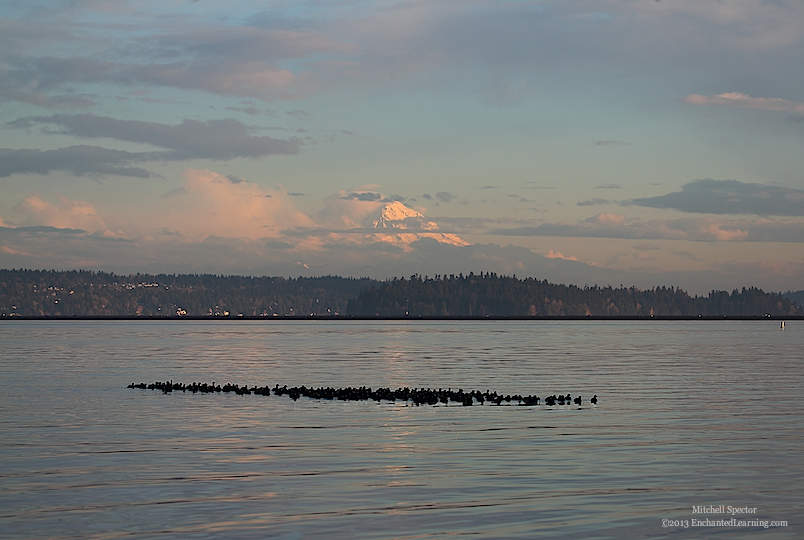 Earth, Air, Water, and Ducks