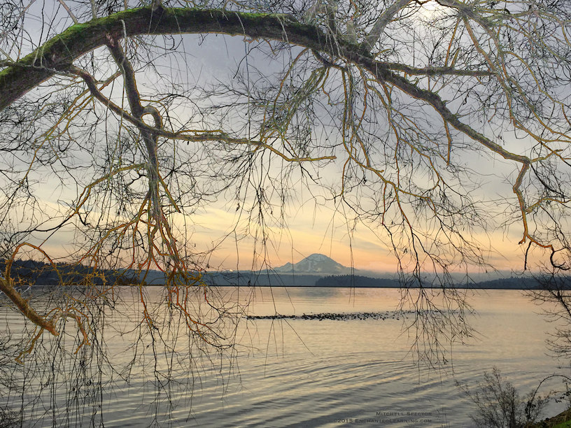 Mt. Rainier on a Soft Winter Day in Seattle