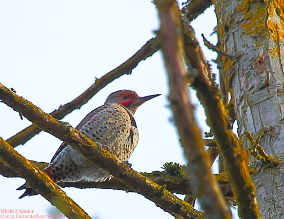 Northern Flicker