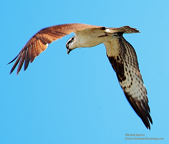 Osprey Flying in Seattle Skies