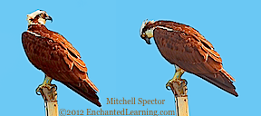 Osprey at Lake Washington