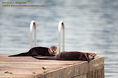 Otters on a Dock