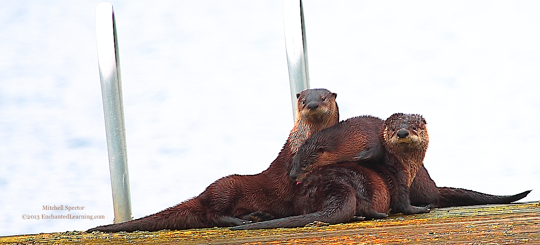 Three Otters Playing